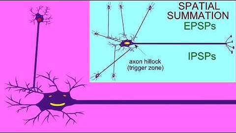 SYNAPSE: SUMMATION AND THE TRIGGER ZONE