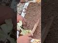 #trendingshorts #funny 🤣🤣 video 🤣🤣#shortsfeed #comedy #nature #plants