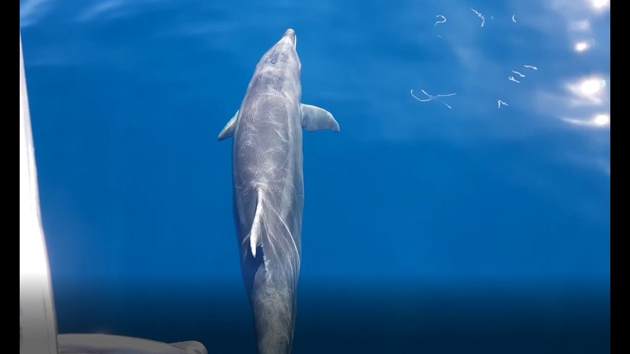 ⁣dolphins / Delfini