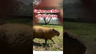 Capivaras na Raia Olímpica da usp. #usps #capivara #roedor #vidanaroça