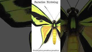 Ornithoptera paradisea paradisea - Extinct Papua New Guinean Butterfly Subspecies