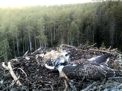eesti energia Ringed female osprey visits the nest again, August 2012