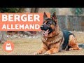 Le berger Allemand