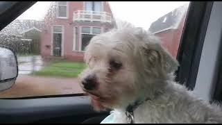 Famke Is Een Beetje Gestrest Op Weg Naar Trimsalon Knipp Co.