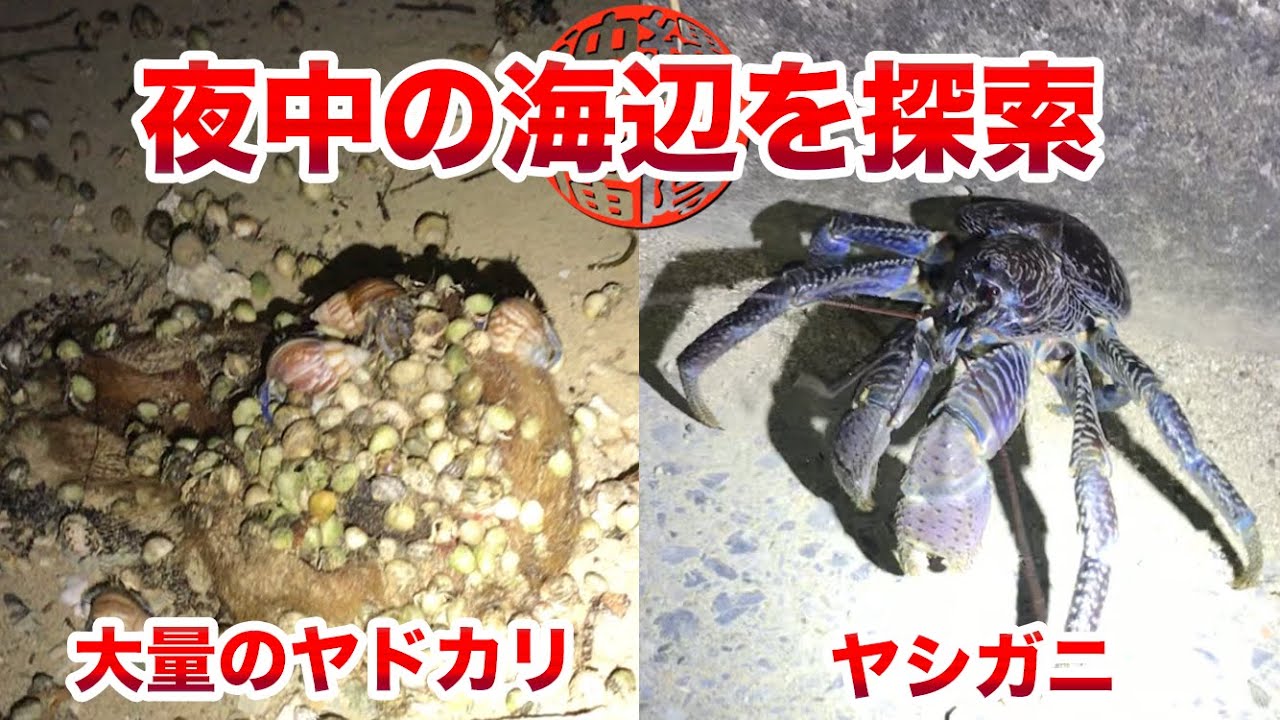 沖縄南部 夜中の海辺をヤシガニ探しで探検 大量に蠢くヤドカリの群れにも遭遇 Youtube