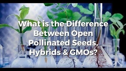 The Difference Between Open Pollinated Seeds, Hybrids and GMOs
