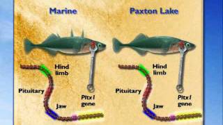 Evo-Devo: Pitx1 Gene Expression