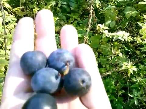 Тёрн плоды.Тёрн ягоды терновника