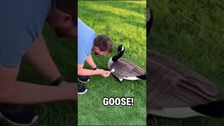 Download Mp3 π¦π¦πͺΏ DUCK DUCK GOOSE in Real Life Gudang lagu Download Mp3 π¦π¦πͺΏ DUCK DUCK GOOSE in Real Life