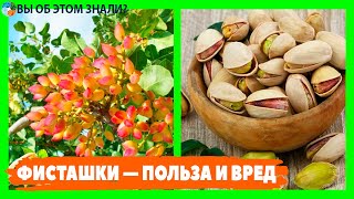 Фисташки - польза и кому нельзя