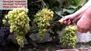 Виноград КИШМИШ ГЕЛИОДОР- очень раннего срока созреания, крупные грозди и ягоды с мускатом - восторг