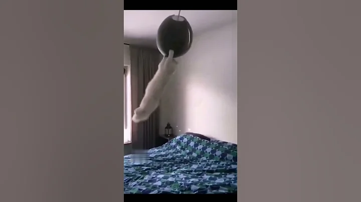 Watch the video about Funny Cat Videos #1 Cats gonna hate me... #shorts #funny #funnyanimals