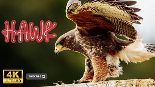 Hawk | Birds Simple Videos | Beauty of universe by What have in universe 10 views 7 months ago 3 minutes, 32 seconds