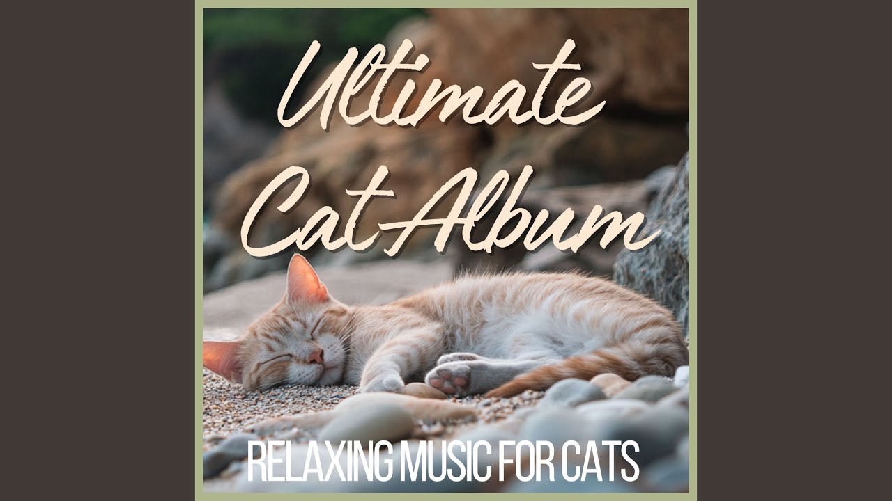 YouTube पर Murmur in the Cat Tree देखें