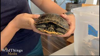 How to Pick Up an Eastern Box Turtle, Red Eared Slider Turtle, and Snapping Turtle by Wild Things Media 9,636 views 4 years ago 3 minutes, 31 seconds