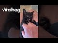 Tiny Void Kitten Plays With Hand Scritches || ViralHog