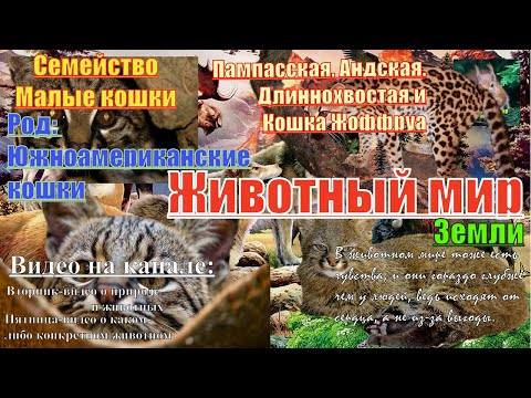 Пампасская, Андская, Длиннохвостая и кошка Жоффруа