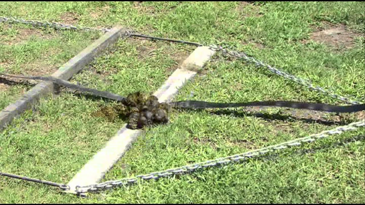 Ebouseuse Vlc Europe Youtube