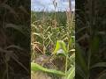 dia de fazer silo na roça #viral #roça #shorts