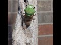 Time lapse of cicada coming out of shell