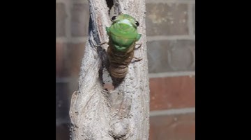 Thumbnail of Time lapse of cicada coming out of shell