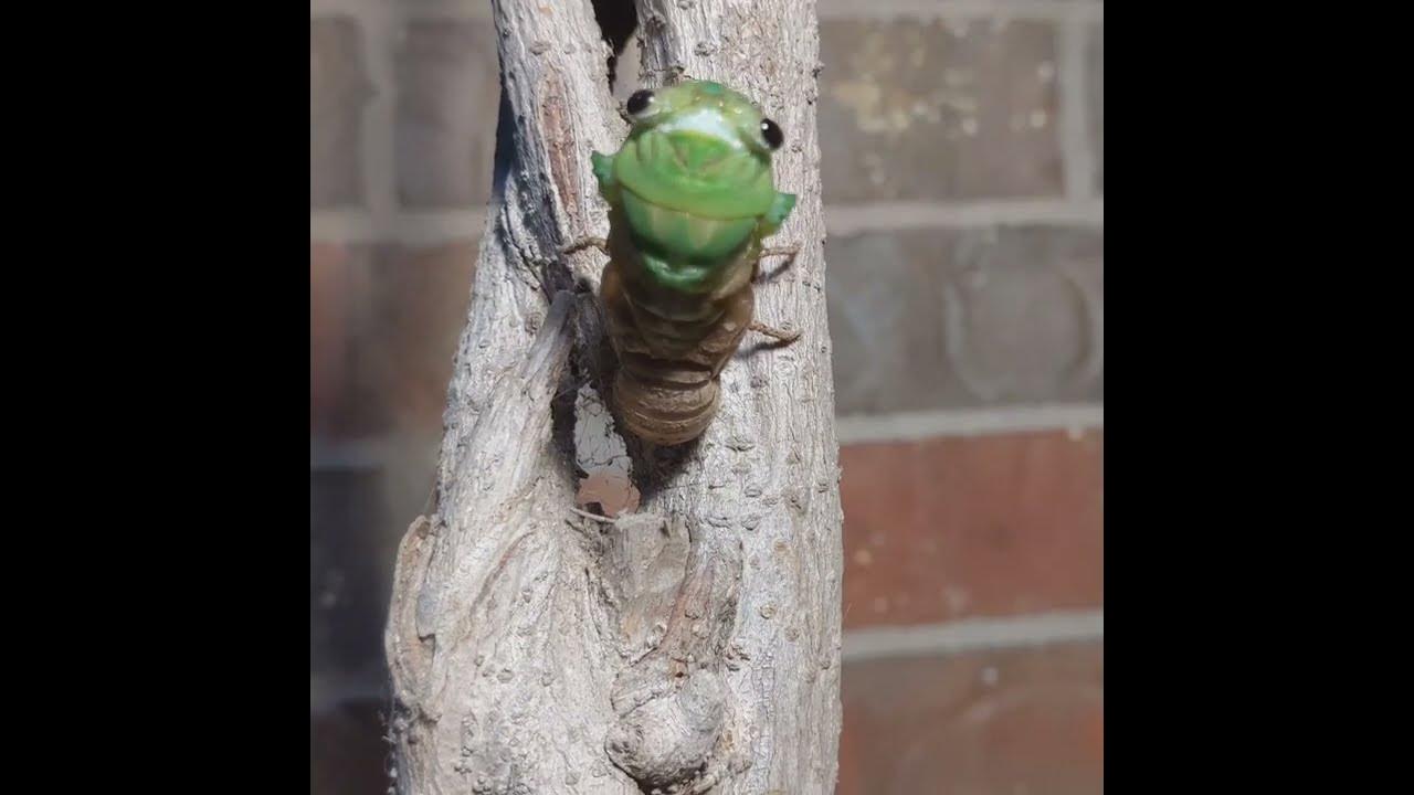 Time lapse of cicada coming out of shell