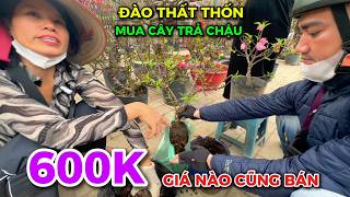 ĐÀO THẤT THỐN GIÁ RẺ TẾT 2026 KHÁCH MUA CÂY TRẢ CHẬU