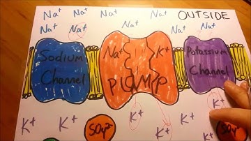 Resting/Action Potential in Plain English