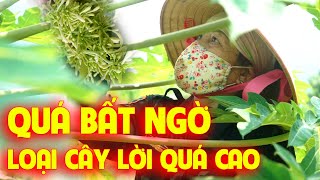 QUÁ BẤT NGỜ, HIỆU QUẢ KINH TẾ CỰC KHỦNG TỪ MÔ HÌNH TRỒNG CÂY ĐU ĐỦ ĐỰC