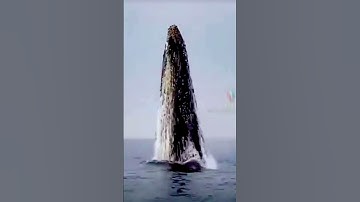 Thumbnail of Beautiful whale sound
