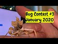 Bug Contest 2020 Number 3 #entomology #insects
