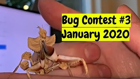Bug Contest 2020 Number 3 #entomology #insects