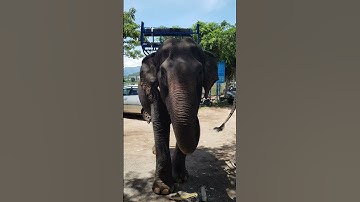 Voi Dak Lak - Elephants #shorts
