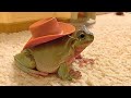 Cowboy Frog The Lone Traveler Cowboy Frog The Lone Traveler