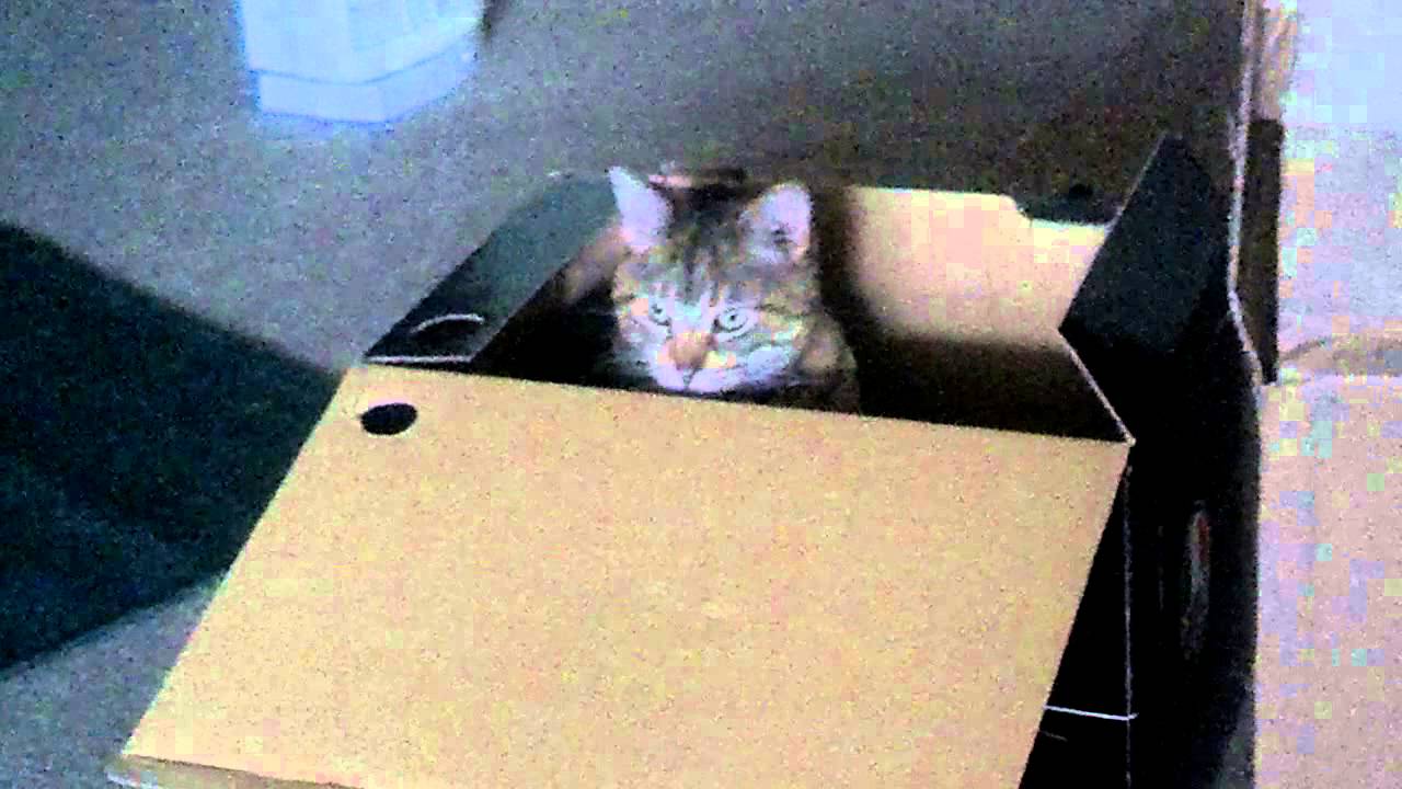 Cat for sale. Free Shipping!!! - YouTube