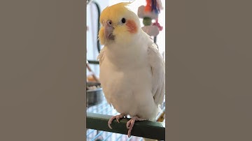 Ruffle Feathers #cockatiel #shorts #birds #boristhebirb