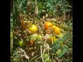 Sembramos 3 plantitas de tomate y notamos que es un regalo de Dios
