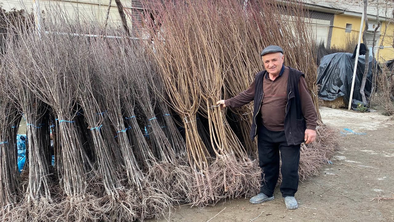 МЕВАЛИ КУЧАТЛАР 60 ЙИЛЛИК ТАЖРИБАЛИ ДЕХҚОНДАН КУЧАТ НАРХЛАРИ 2026