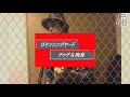 #3 ロマンシングヤード/チャゲ&飛鳥 【Chageに届け】