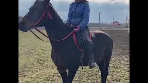 Жестокое обращение с лошадьми.
