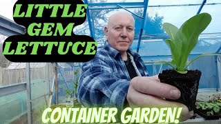 Little Gem Lettuce [Allotment Gardening UK] [Home Growing Veg & Flowers