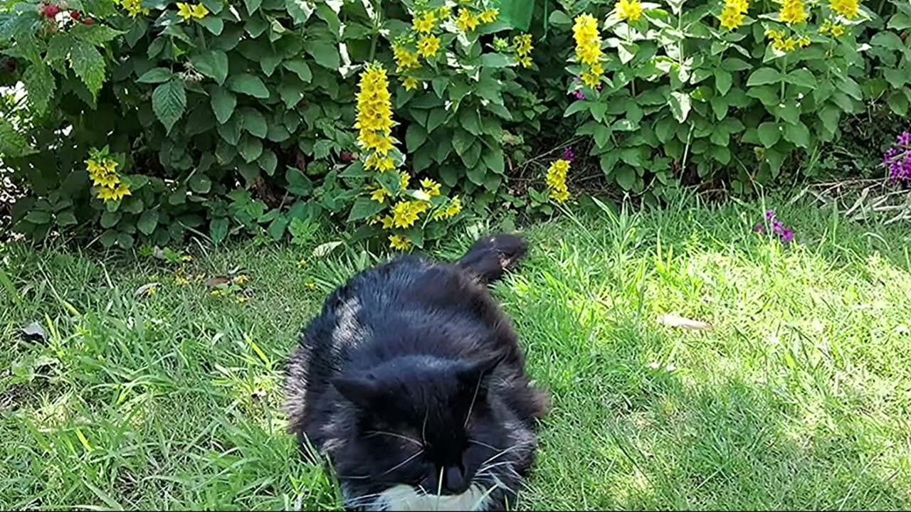 Relax with a fluffy cat in the garden 😻💤🌸🌼🐈‍⬛ Mr. Darcy, handsome tuxedo cat
