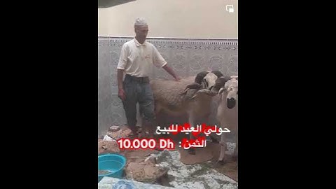 #عيد #الأضحية #عيد_الاضحى #المغرب