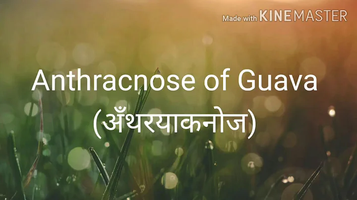 Guava Anthracnose (करपा, कवडी रोग)