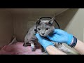 🔴Чтобы коту выжить потребовалась операция  уретростомия 🙏 спасаем бездомного котика Барсика❤