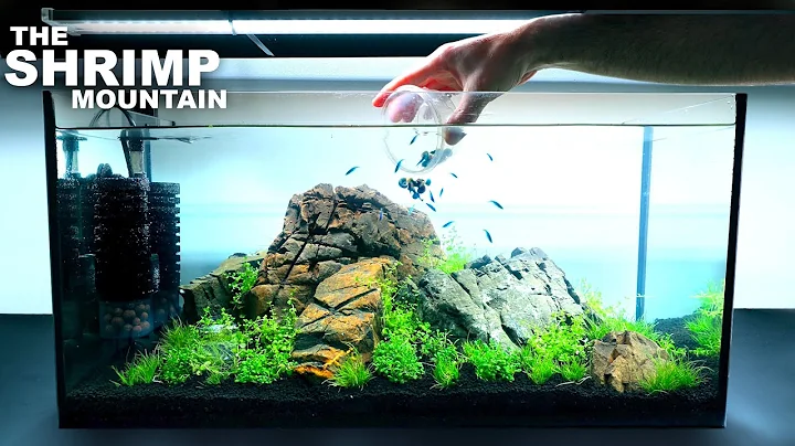 La Montagne des Crevettes : Nouvelle Installation pour un Aquascape Neocaridina