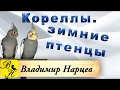 Кореллы. Зимние экстремальные птенцы