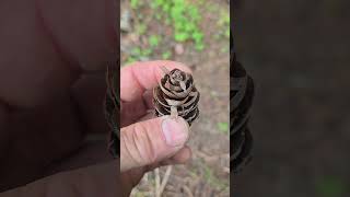 I.D. this tree from the cone alone #dendrology #bushcraft #outdoors