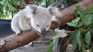 The cutest koala joeys in our Koala Care Centre in Lismore Australia