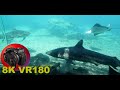 8K VR180 3D Sharks, rays and fish in reef at Sea World (Travel/Lego ASMR/Music 4K/8K Metaverse)